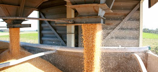 grain dropped off by farmers