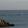 sea13