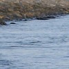 sea19